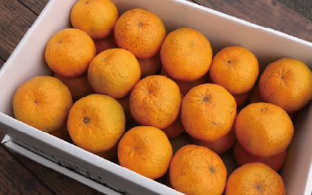 2025年12月上旬～発送 鹿児島県指宿産 ポンカン 約5kg 岩崎農園 015-1892 鹿児島 ポンカン ぽんかん 果物 旬 くだもの フルーツ 柑橘 いぶすき 完熟 果実 国産 鹿児島県産 鹿児島産 露地栽培