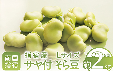 【2025年1月上旬～発送】指宿産サヤ付そらまめLサイズ約2kg(岡村商店/A-129) 鹿児島県 そらまめ ソラマメ そら豆 豆 旬 指宿市 春 野菜 サラダ おつまみ 