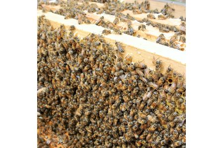 【 はちみつ 蜂蜜 】南国指宿の花々から採れた 純粋 はちみつ 600g(鶴田養蜂場/A-132) はちみつ 蜂蜜 ハチミツ はち蜜 蜂みつ はちみつ 蜂蜜 ハチミツ 蜂みつ 蜂ミツ はち蜜 ハチ蜜 はちみつ 蜂蜜 ハチミツ