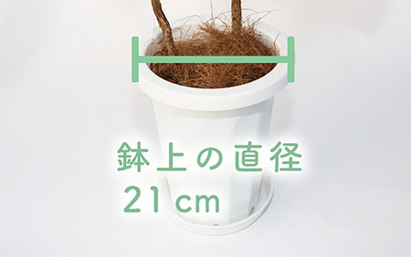 2025年4月上旬～発送【観葉植物】コーヒーの木65cm～85cm(Green Base/014-1400) 南国鹿児島県で育った 観葉植物！植物 鉢付 インテリア 室内 オフィス おしゃれ プレゼント ギフト 開店祝い 移転祝い マイナスイオン【配送不可地域：北海道・沖縄県・離島】