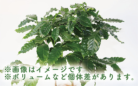 2025年4月上旬～発送【観葉植物】コーヒーの木65cm～85cm(Green Base/014-1400) 南国鹿児島県で育った 観葉植物！植物 鉢付 インテリア 室内 オフィス おしゃれ プレゼント ギフト 開店祝い 移転祝い マイナスイオン【配送不可地域：北海道・沖縄県・離島】