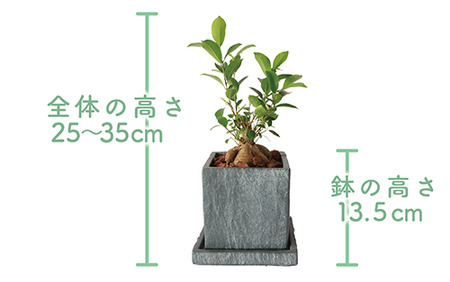 2025年1月中旬～発送【観葉植物】ガジュマル 25cm～35cm(Green Base/014-1387) 南国鹿児島県で育った 観葉植物！植物 鉢付 インテリア 室内 オフィス おしゃれ マイナスイオン【配送不可地域：北海道・沖縄県・離島】