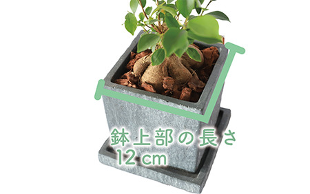 2025年1月中旬～発送【観葉植物】ガジュマル 25cm～35cm(Green Base/014-1387) 南国鹿児島県で育った 観葉植物！植物 鉢付 インテリア 室内 オフィス おしゃれ マイナスイオン【配送不可地域：北海道・沖縄県・離島】