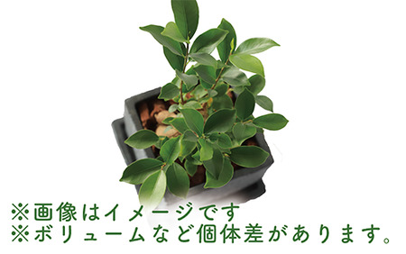 2025年1月中旬～発送【観葉植物】ガジュマル 25cm～35cm(Green Base/014-1387) 南国鹿児島県で育った 観葉植物！植物 鉢付 インテリア 室内 オフィス おしゃれ マイナスイオン【配送不可地域：北海道・沖縄県・離島】