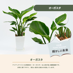 観葉植物 オーガスタ 60cm～80cm 緑の中道 IB067-003 観葉植物 観葉植物
