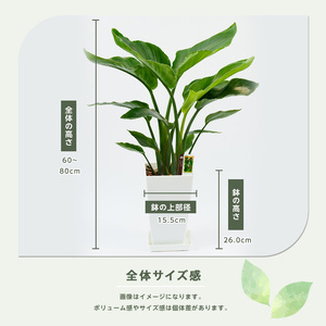 観葉植物 オーガスタ 60cm～80cm 緑の中道 IB067-003 観葉植物 観葉植物