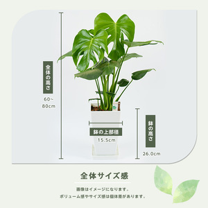 2026年3月中旬~発送【観葉植物】モンステラ 緑の中道 014-1485 観葉植物 ※北海道・沖縄・離島配送不可
