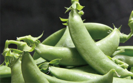 【2026年1月中旬～発送】さや付きそら豆約1.5kgとスナップエンドウ約1kgのセット(アグリスタイル/A-207) そらまめ ソラマメ えんどう 旬 野菜 サラダ 冬 指宿 鹿児島