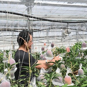 2026年 発送 訳あり 温泉 完熟 マンゴー 約1kg トロピカルファームいぶすき 016-1764 マンゴー フルーツ 果物 わけあり ご家庭用