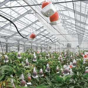 2026年 発送 訳あり 温泉 完熟 マンゴー 約1kg トロピカルファームいぶすき 016-1764 マンゴー フルーツ 果物 わけあり ご家庭用