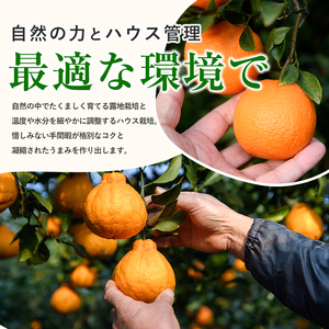 【2026年 発送】かいもん不知火 約5kg(迫田果樹園/IB064-006) しらぬい しらぬい