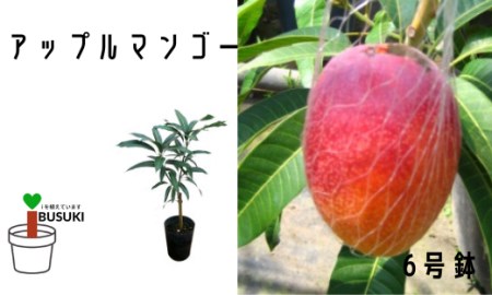 ⑥   アップルマンゴー苗　接木【アーウィン種】