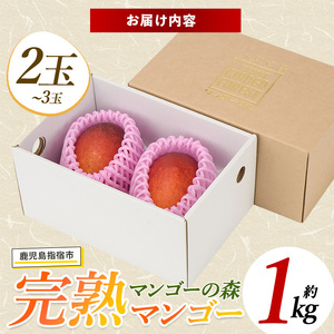 【2026年発送】しあわせ 完熟 マンゴー 2～3玉入 マンゴーの森 022-1769 マンゴー フルーツ 果物
