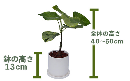 2025年5月下旬～発送【観葉植物】ラブリィハート4号陶器鉢/専用受け皿付き【農林水産省 品種登録】(T&P/025-1494) 観葉植物 植物 鉢付 インテリア 室内 オフィス おしゃれ マイナスイオン【配送不可地域：北海道・沖縄県・離島】