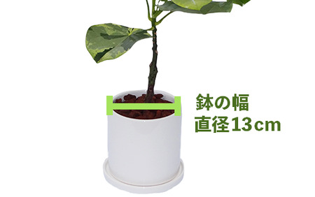 2025年5月下旬～発送【観葉植物】ラブリィハート4号陶器鉢/専用受け皿付き【農林水産省 品種登録】(T&P/025-1494) 観葉植物 植物 鉢付 インテリア 室内 オフィス おしゃれ マイナスイオン【配送不可地域：北海道・沖縄県・離島】