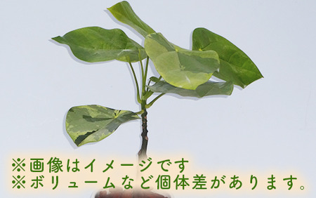 2025年5月下旬～発送【観葉植物】ラブリィハート4号陶器鉢/専用受け皿付き【農林水産省 品種登録】(T&P/025-1494) 観葉植物 植物 鉢付 インテリア 室内 オフィス おしゃれ マイナスイオン【配送不可地域：北海道・沖縄県・離島】