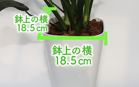 【観葉植物】モンステラ70cm～90cm(緑の中道/025-1486)南国 鹿児島 で育った 観葉植物 ! ギフト に 人気の 観葉植物