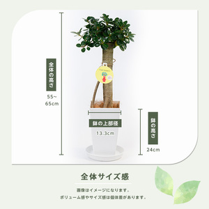 2026年1月中旬～発送【観葉植物】パンダガジュマル55cm～65cm 035-1450 観葉植物 観葉植物 ※北海道・沖縄・離島配送不可