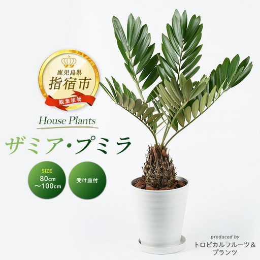 2026年5月中旬～発送【観葉植物】ザミア ・ プミラ 80cm～100cm ホワイト鉢 専用受皿付 T&P 035-1351 観葉植物 ※北海道・沖縄・離島配送不可