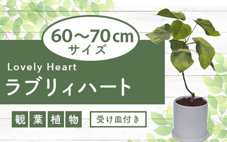 2025年5月下旬～発送【観葉植物】ラブリィハート5号陶器鉢【農林水産省 品種登録】(T&P/045-1495) 観葉植物 植物 鉢付 インテリア 室内 オフィス おしゃれ マイナスイオン【配送不可地域：北海道・沖縄県・離島】