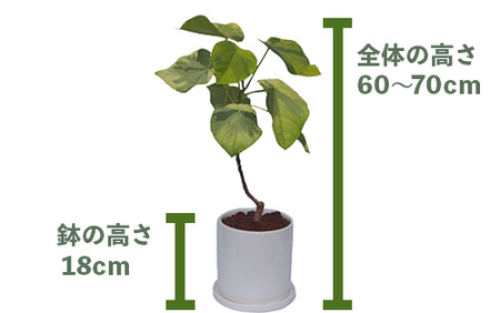 2025年5月下旬～発送【観葉植物】ラブリィハート5号陶器鉢【農林水産省 品種登録】(T&P/045-1495) 観葉植物 植物 鉢付 インテリア 室内 オフィス おしゃれ マイナスイオン【配送不可地域：北海道・沖縄県・離島】