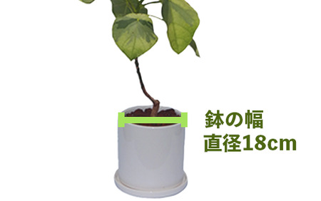 2025年5月下旬～発送【観葉植物】ラブリィハート5号陶器鉢【農林水産省 品種登録】(T&P/045-1495) 観葉植物 植物 鉢付 インテリア 室内 オフィス おしゃれ マイナスイオン【配送不可地域：北海道・沖縄県・離島】