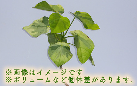 2025年5月下旬～発送【観葉植物】ラブリィハート5号陶器鉢【農林水産省 品種登録】(T&P/045-1495) 観葉植物 植物 鉢付 インテリア 室内 オフィス おしゃれ マイナスイオン【配送不可地域：北海道・沖縄県・離島】