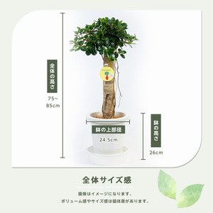 2026年1月中旬～発送【観葉植物】パンダガジュマル 75cm～85cm 前園植物園 055-1452 観葉植物 ※北海道・沖縄・離島配送不可