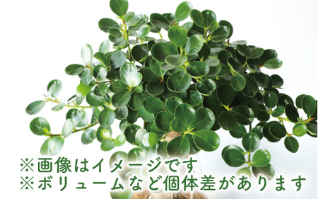 2025年2月上旬～発送【観葉植物】パンダガジュマル75cm～85cm(前園植物園/055-1452) 南国鹿児島県で育った 観葉植物！植物 鉢付  インテリア 室内 オフィス おしゃれ プレゼント ギフト 開店祝い 移転祝い マイナスイオン【配送不可地域：北海道・沖縄県・離島】 | 鹿児島 ...