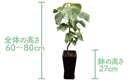 2025年5月中旬～発送【観葉植物】ラブリィハート60cm～80cm【農林水産省 品種登録】(T&P/055-1496) 観葉 植物 インテリア 鉢植え 鉢植 グリーン 自然 ナチュラル 美しい 清涼感 園芸 室内 オフィス リラックス おしゃれ 鹿児島 指宿 いぶすき インテリアグリーン ラブリィハート 風水【配送不可地域：北海道・沖縄県・離島】