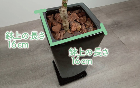 2025年5月中旬～発送【観葉植物】ラブリィハート60cm～80cm【農林水産省 品種登録】(T&P/055-1496) 観葉 植物 インテリア 鉢植え 鉢植 グリーン 自然 ナチュラル 美しい 清涼感 園芸 室内 オフィス リラックス おしゃれ 鹿児島 指宿 いぶすき インテリアグリーン ラブリィハート 風水【配送不可地域：北海道・沖縄県・離島】