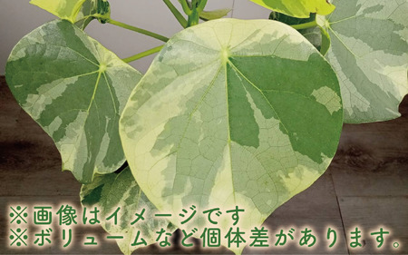 2025年5月中旬～発送【観葉植物】ラブリィハート60cm～80cm【農林水産省 品種登録】(T&P/055-1496) 観葉 植物 インテリア 鉢植え 鉢植 グリーン 自然 ナチュラル 美しい 清涼感 園芸 室内 オフィス リラックス おしゃれ 鹿児島 指宿 いぶすき インテリアグリーン ラブリィハート 風水【配送不可地域：北海道・沖縄県・離島】