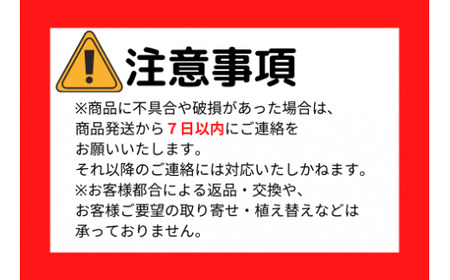 2025年5月中旬～発送【観葉植物】ラブリィハート60cm～80cm【農林水産省 品種登録】(T&P/055-1496) 観葉 植物 インテリア 鉢植え 鉢植 グリーン 自然 ナチュラル 美しい 清涼感 園芸 室内 オフィス リラックス おしゃれ 鹿児島 指宿 いぶすき インテリアグリーン ラブリィハート 風水【配送不可地域：北海道・沖縄県・離島】