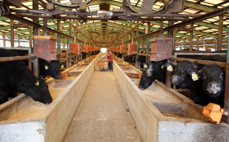 A4ランク未経産黒毛和牛 指宿育ち 黒毛和牛ステーキ三昧 フィレ・サーロイン・モモセット Meat you 110-1018 牛肉 牛肉 