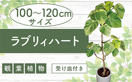 2026年9月上旬～発送【観葉植物】ラブリィハート 100cm～120cm ホワイト 陶器鉢【農林水産省 品種登録】 T&P 077-1497 観葉植物 ※北海道・沖縄・離島配送不可