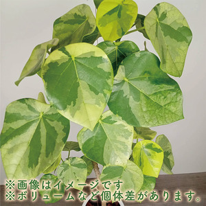 2026年9月上旬～発送【観葉植物】ラブリィハート 100cm～120cm ホワイト 陶器鉢【農林水産省 品種登録】 T&P 077-1497 観葉植物 ※北海道・沖縄・離島配送不可