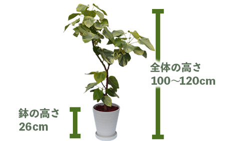 2025年5月中旬～発送【観葉植物】ラブリィハート100cm～120cm【農林水産省 品種登録】(T&P/077-1498) 南国鹿児島県で育った 観葉植物！植物 鉢付 インテリア 室内 オフィス おしゃれ プレゼント ギフト 開店祝い 移転祝い マイナスイオン【配送不可地域：北海道・沖縄県・離島】