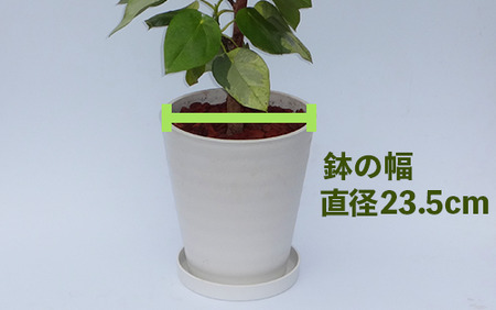 2025年5月中旬～発送【観葉植物】ラブリィハート100cm～120cm【農林水産省 品種登録】(T&P/077-1498) 南国鹿児島県で育った 観葉植物！植物 鉢付 インテリア 室内 オフィス おしゃれ プレゼント ギフト 開店祝い 移転祝い マイナスイオン【配送不可地域：北海道・沖縄県・離島】