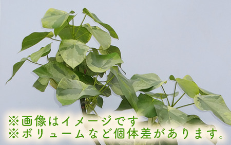 2025年5月中旬～発送【観葉植物】ラブリィハート100cm～120cm【農林水産省 品種登録】(T&P/077-1498) 南国鹿児島県で育った 観葉植物！植物 鉢付 インテリア 室内 オフィス おしゃれ プレゼント ギフト 開店祝い 移転祝い マイナスイオン【配送不可地域：北海道・沖縄県・離島】