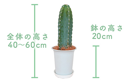 【観葉植物】柱サボテン40cm～60cm(Green Farm M/016-1509) 観葉植物 植物 鉢付 インテリア 室内 オフィス おしゃれ プレゼント ギフト 開店祝い 移転祝い マイナスイオン【配送不可地域：北海道・沖縄県・離島】