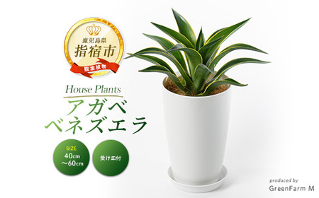 2026年3月上旬～発送【観葉植物】アガベ ベネズエラ黄40cm～60cm Green Farm M 016-1357 観葉植物 ※北海道・沖縄・離島配送不可