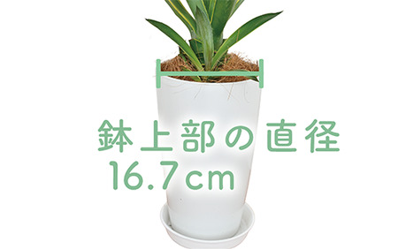 観葉植物 アガベ ベネズエラ黄 ７号鉢 Green Farm M 鹿児島県指宿市 ふるさと納税サイト ふるなび