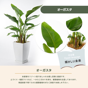 観葉植物 オーガスタ70cm～100cm Green Farm M 027-1383 観葉