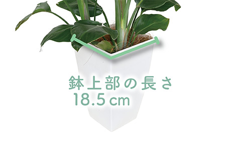 2025年3月上旬～発送【観葉植物】オーガスタ70cm～100cm(Green