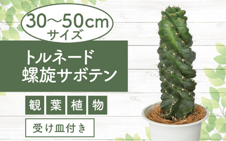 観葉植物 トルネード螺旋サボテン 6号鉢 Green Farm M 鹿児島県指宿市 ふるさと納税サイト ふるなび