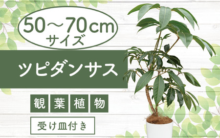 2025年3月上旬～発送【観葉植物】ツピダンサス50cm～70cm(Green Farm M/016-1434) 観葉植物 植物 鉢付 インテリア 室内 オフィス おしゃれ プレゼント ギフト 開店祝い 移転祝い マイナスイオン【配送不可地域：北海道・沖縄県・離島】