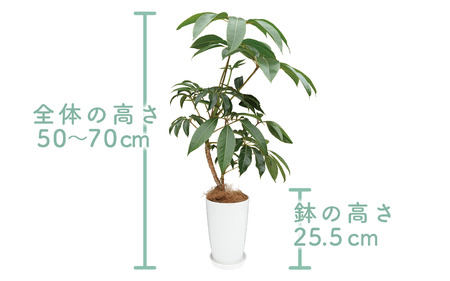 2025年3月上旬～発送【観葉植物】ツピダンサス50cm～70cm(Green Farm M/016-1434) 観葉植物 植物 鉢付 インテリア 室内 オフィス おしゃれ プレゼント ギフト 開店祝い 移転祝い マイナスイオン【配送不可地域：北海道・沖縄県・離島】