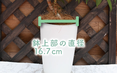 2025年3月上旬～発送【観葉植物】ツピダンサス50cm～70cm(Green Farm M/016-1434) 観葉植物 植物 鉢付 インテリア 室内 オフィス おしゃれ プレゼント ギフト 開店祝い 移転祝い マイナスイオン【配送不可地域：北海道・沖縄県・離島】