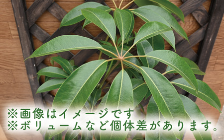 2025年3月上旬～発送【観葉植物】ツピダンサス50cm～70cm(Green Farm M/016-1434) 観葉植物 植物 鉢付 インテリア 室内 オフィス おしゃれ プレゼント ギフト 開店祝い 移転祝い マイナスイオン【配送不可地域：北海道・沖縄県・離島】