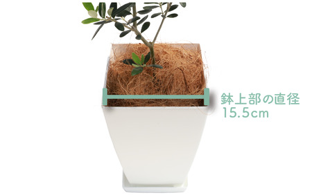 2025年1月中旬～発送【観葉植物】オリーブの木60cm～80cm(Green Base/014-1385) 南国鹿児島県で育った 観葉植物！植物 鉢付 インテリア 室内 オフィス おしゃれ プレゼント ギフト 開店祝い 移転祝い マイナスイオン【配送不可地域：北海道・沖縄県・離島】